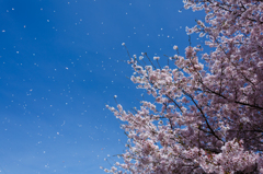 桜吹雪