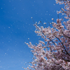 桜吹雪