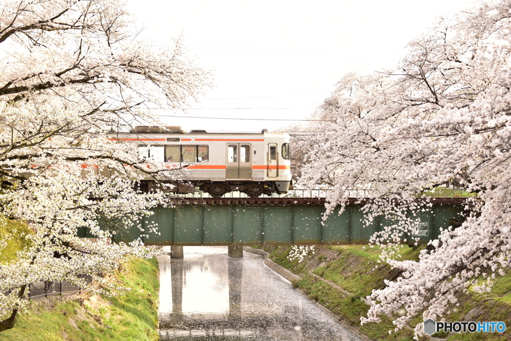 桜列車