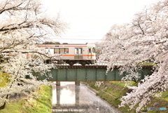 桜列車