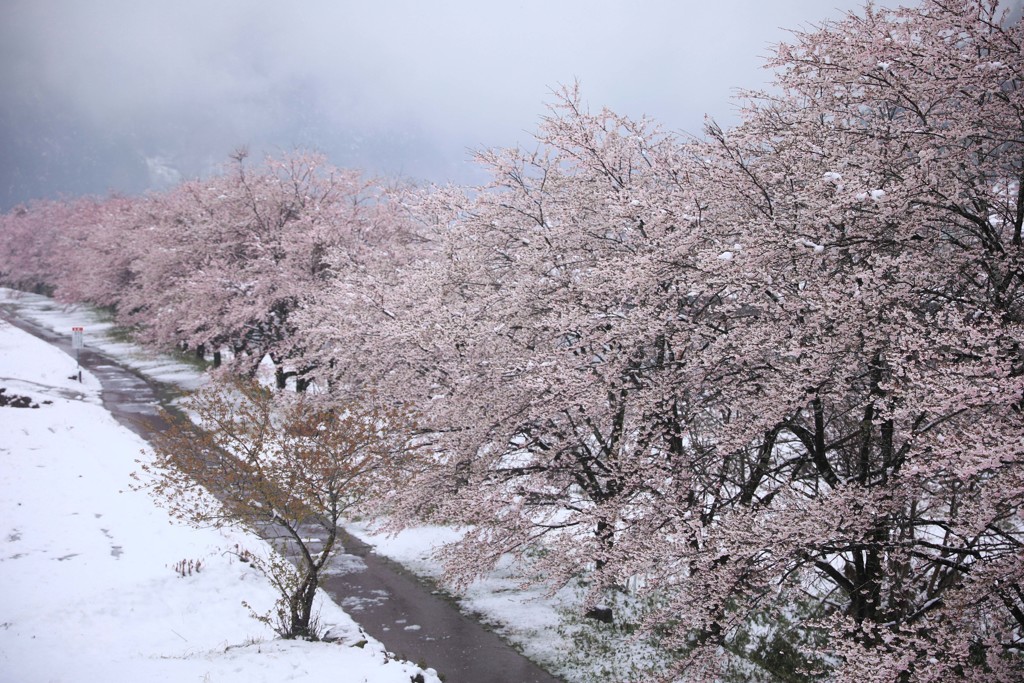 桜隠し