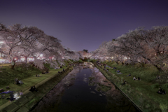 夜桜