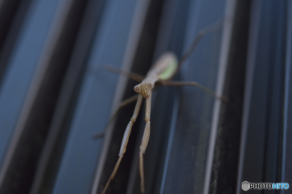 カマキリ