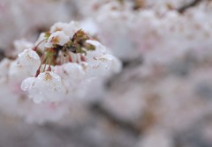 さくらと雨