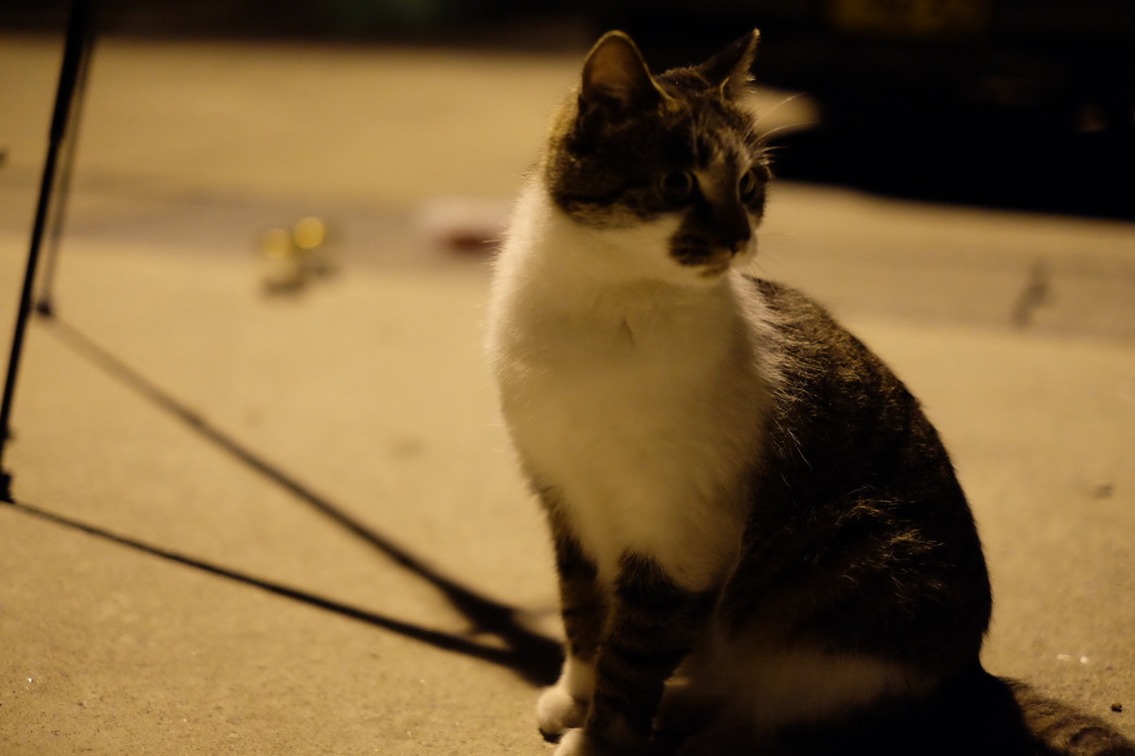 魚を待つ猫