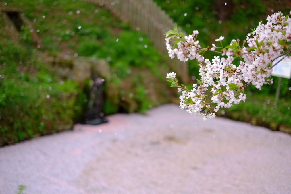 桜吹雪と花筏