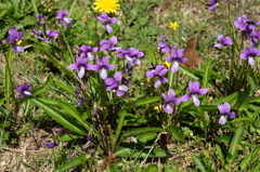 菫