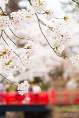 SAKURA