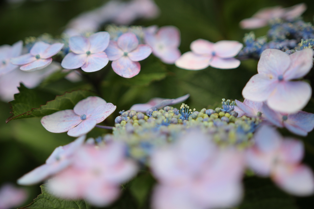 これも紫陽花？