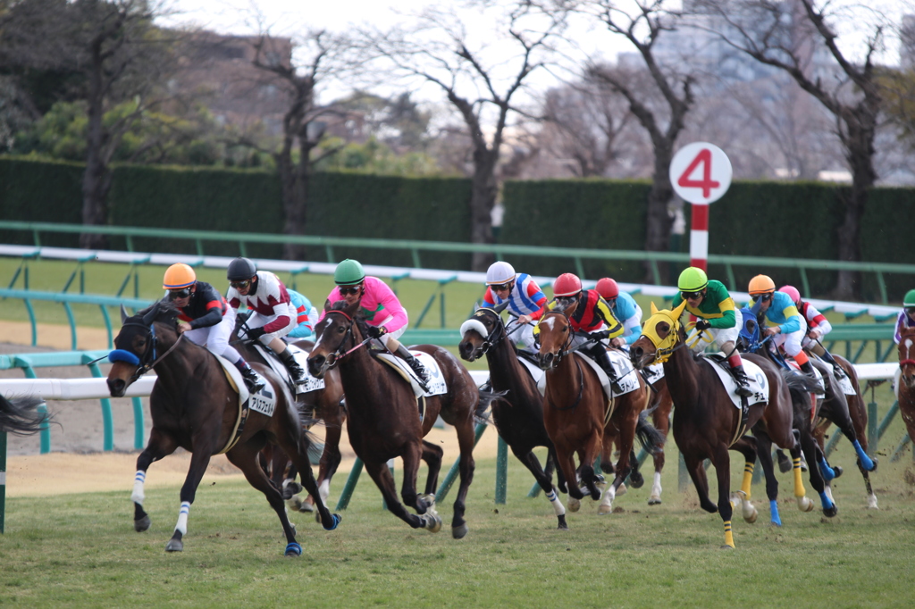 中山競馬