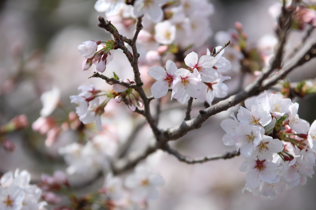 桜咲く