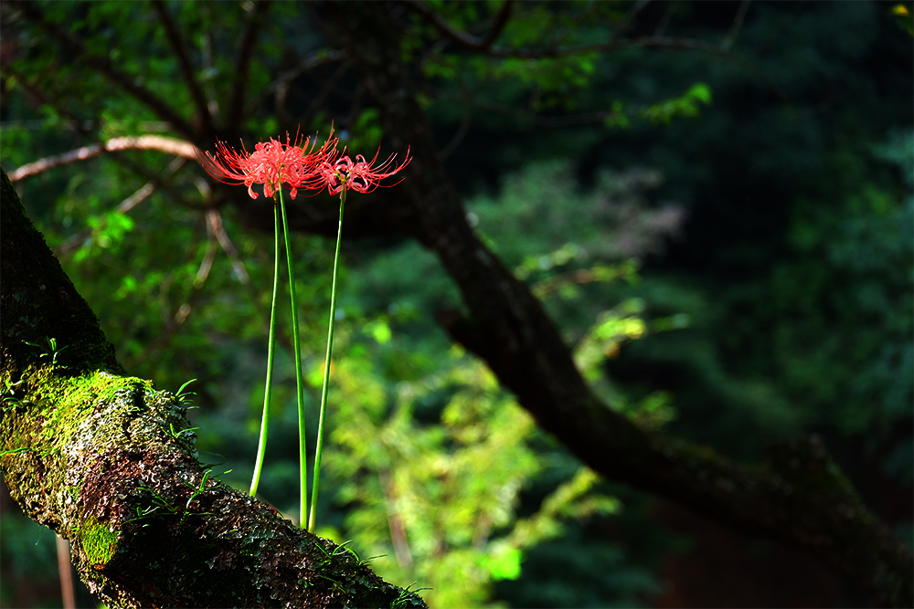 曼珠沙華