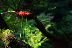 曼珠沙華