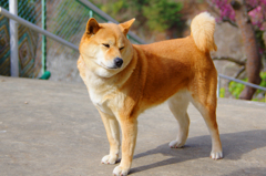 柴犬