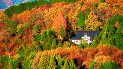 山の上の紅葉
