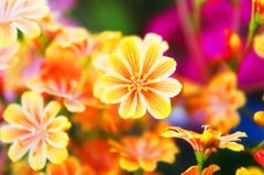 春の花