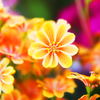 春の花