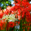曼珠沙華