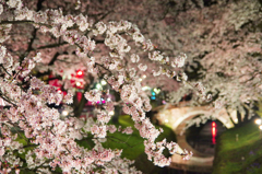 夜桜