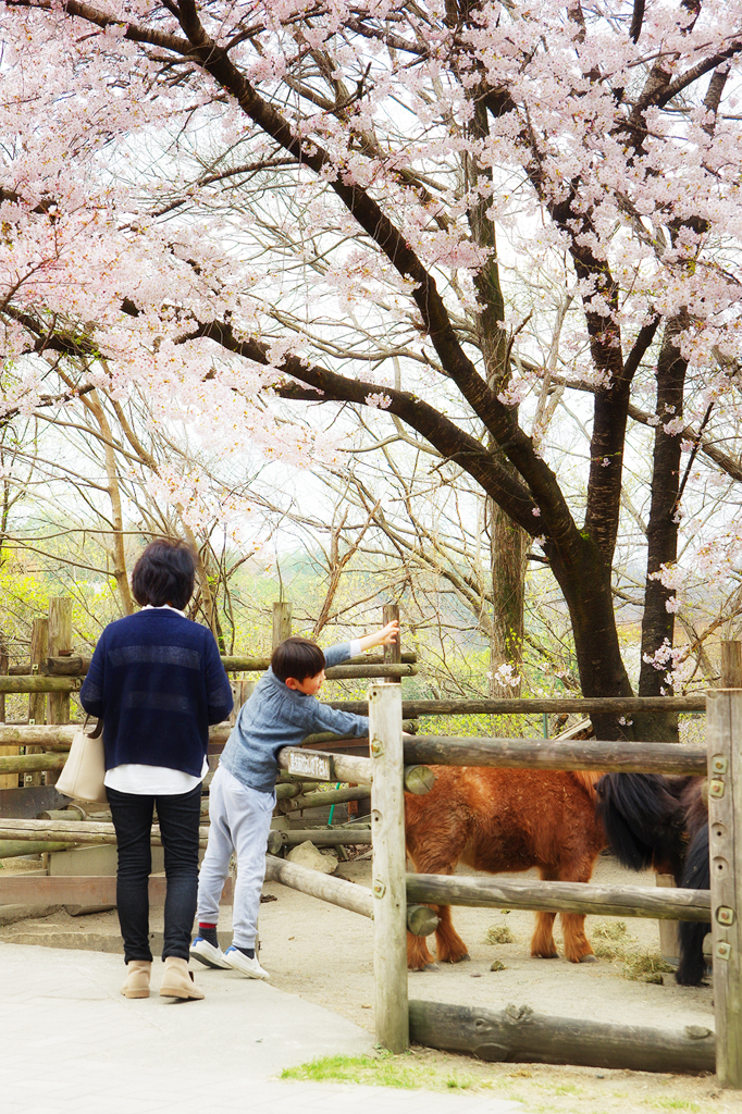 桜の木の下