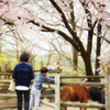 桜の木の下