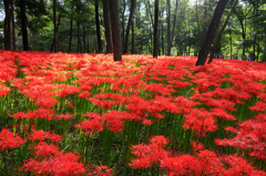 曼珠沙華