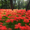 曼珠沙華