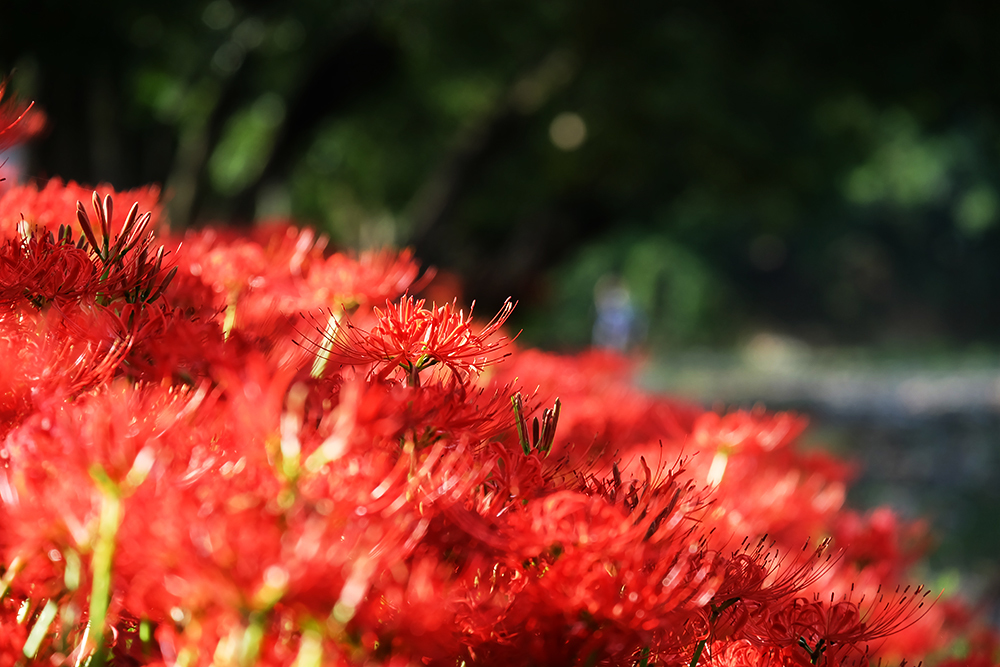 曼珠沙華