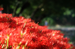 曼珠沙華