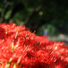 曼珠沙華