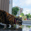 雨上がりの猫