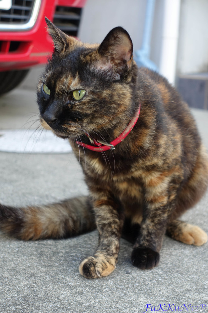 近所の猫ちゃん