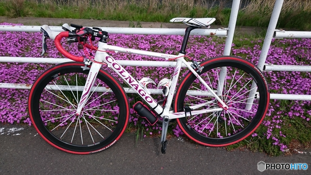 愛車と芝桜