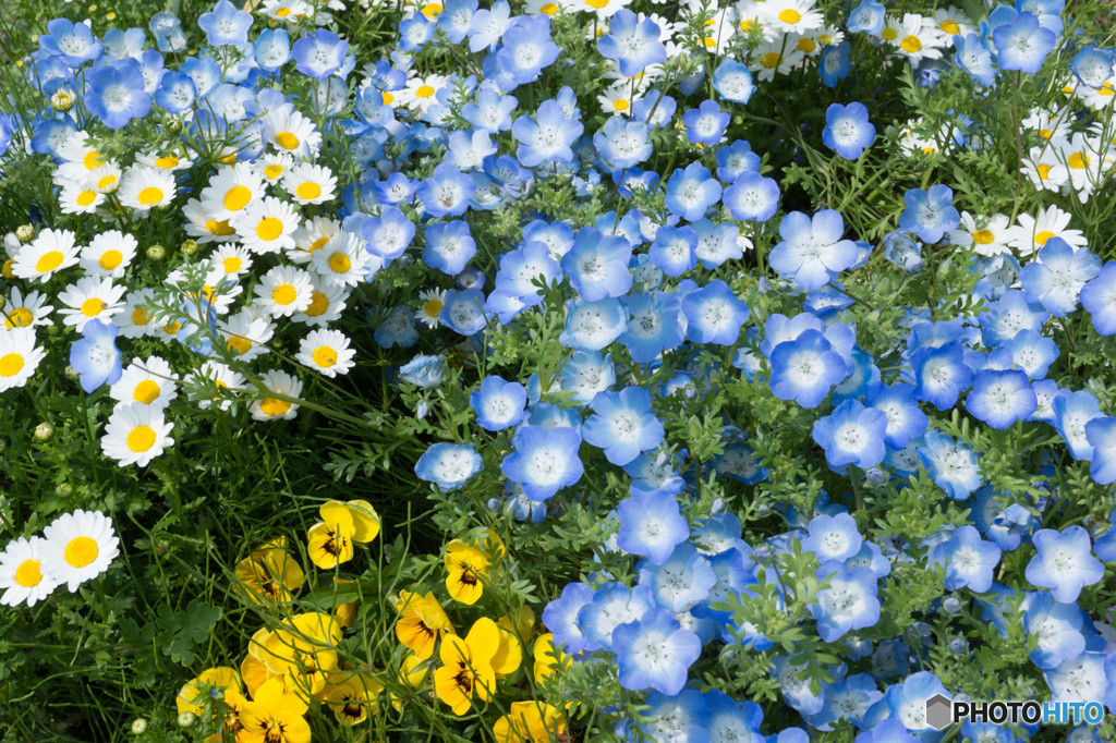 春の花々