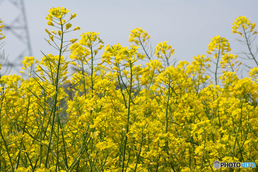 菜の花畑