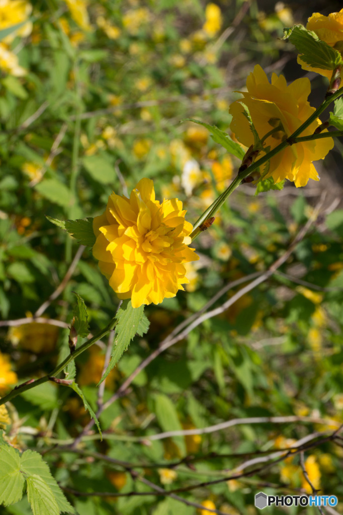 春の花々