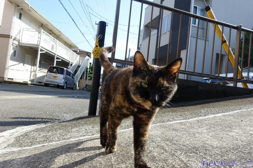 近所の猫ちゃん