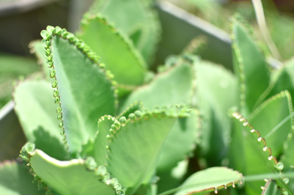 植物の雫