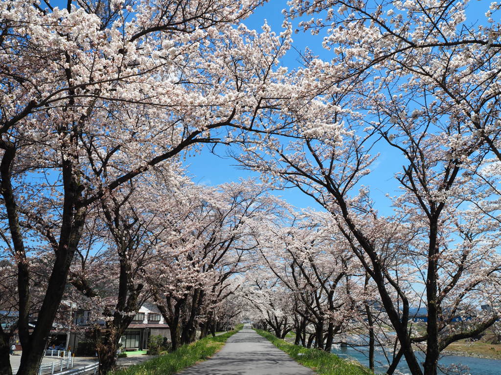 桜トンネル