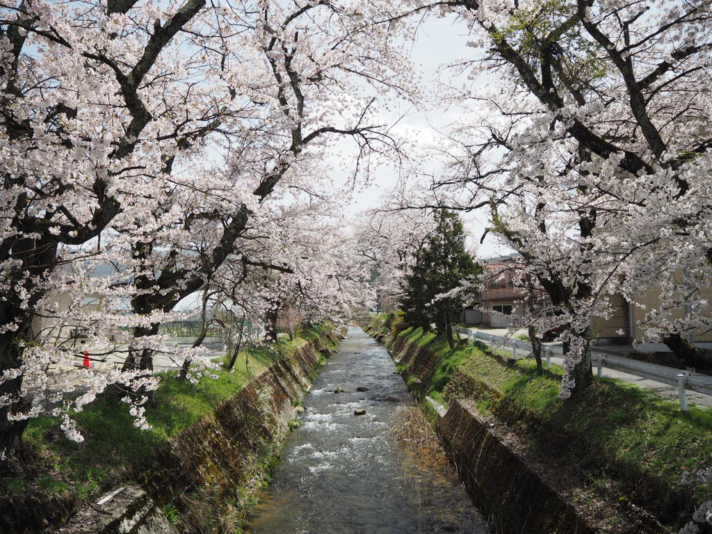 桜のトンネル