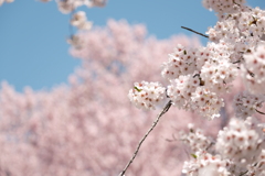 国府町 桜野公園