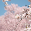 国府町 桜野公園