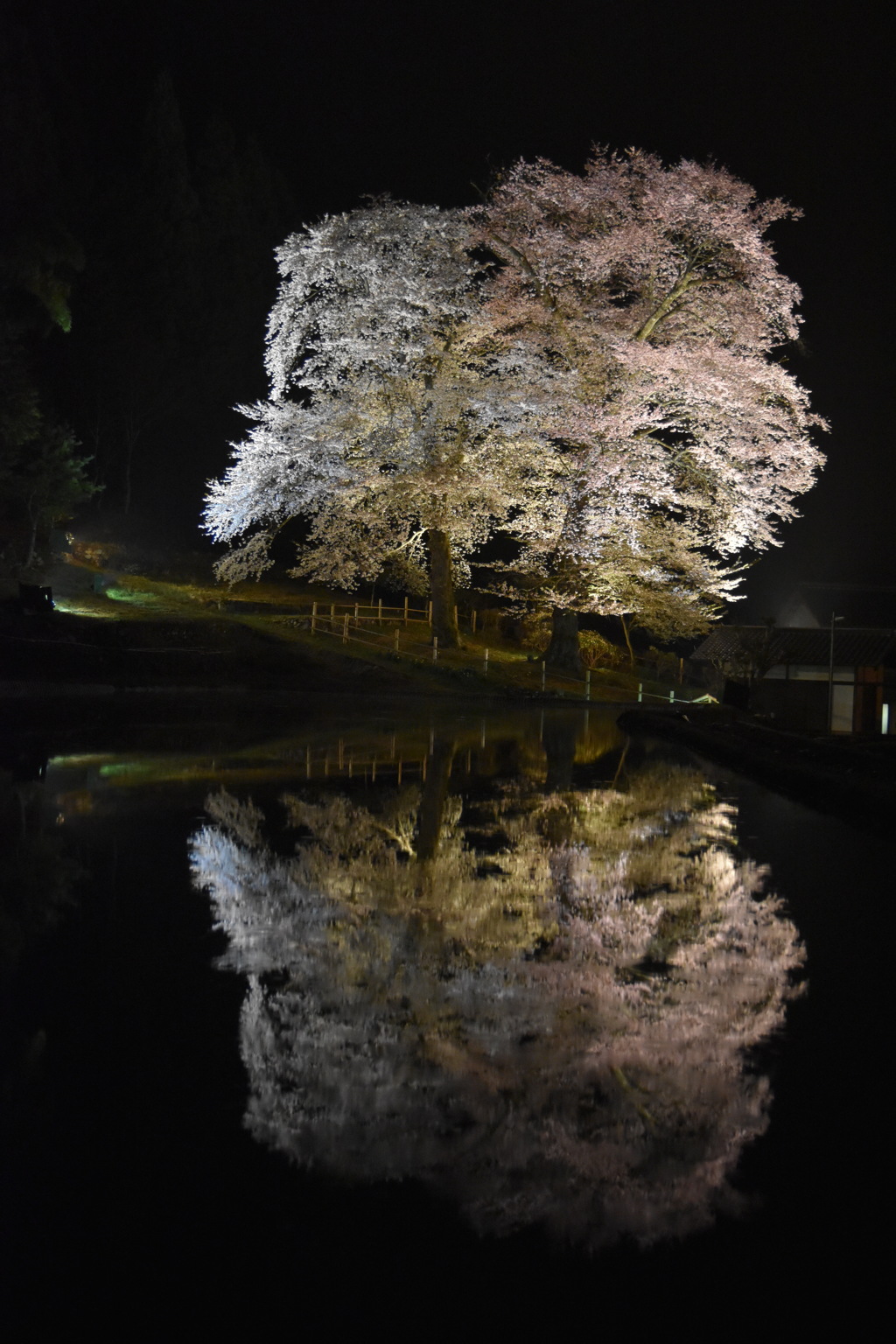 苗代桜