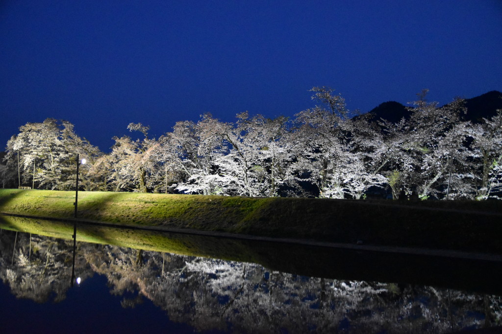 夜桜見物