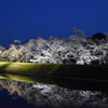 夜桜見物