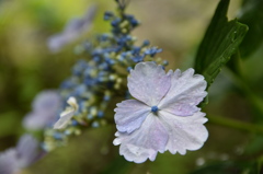 岐阜　三光寺の紫陽花