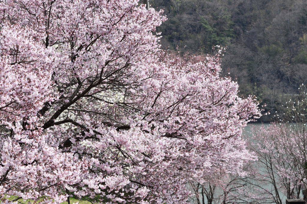 高遠城址公園近辺