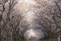 海津市 大榑川沿いの桜並木