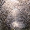 海津市 大榑川沿いの桜並木