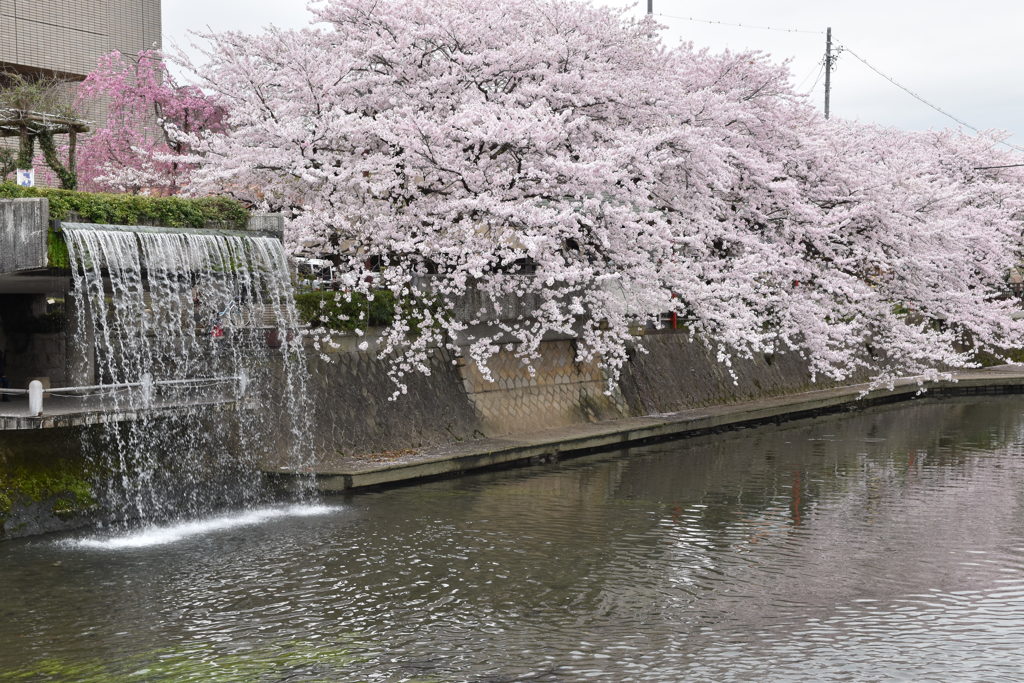 岐阜県 大垣城 外堀